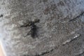 Bibio marci. A black fly on the bark of a rowan tree Royalty Free Stock Photo
