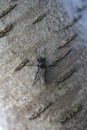 Bibio marci. A black fly on the bark of a rowan tree Royalty Free Stock Photo