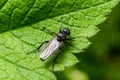 Bibio marci is a fly from the family Bibionidae called March flies and lovebugs. Larvae of this insects live in soil and damaged