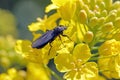 Bibio marci from the family Bibionidae called March flies and lovebugs. Larvae of this insects live in soil and damaged p