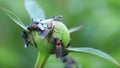 Bibio Marci on a peony bud. April fly or St. Mark`s fly.