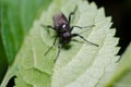 Bibio marci or St. Mark`s fly or Hawthorn Fly