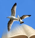 Bible birds of freedom
