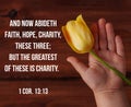 Bible charity quotes for believers. Inspirational Christian verse Child hand hold yellow tulip flower. Love care support Royalty Free Stock Photo