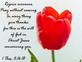 Bible quotes on blooming red tulip flower background. Card with text sign for believers. Inspirational verse thoughts Royalty Free Stock Photo