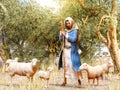 Bible shepherd and his flock of sheep in an Olive Grove Royalty Free Stock Photo
