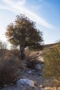 Biblical Atlantic Pistacio Pistacia atlantica Tree in a Sandy Wadi near the Sinai Border in Israel with a Partly Cloudy Sky