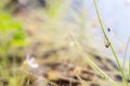 Biblis Liniflora hunting mosquito is its sticky leaves