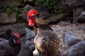Rooster in hen yard posing for the camera. Royalty Free Stock Photo