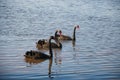 Bibra Lake: Black Swans Royalty Free Stock Photo