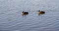 Bibra Lake: Pacific Black Ducks Royalty Free Stock Photo