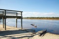 Bibra Lake Wildlife Royalty Free Stock Photo