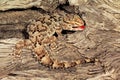 Bibron gecko on tree bark