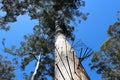 Bicentennial Tree Warren National Park West Aus