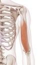 The biceps brachii short head