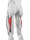 The biceps femoris longus Royalty Free Stock Photo