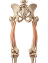 The biceps femoris longus Royalty Free Stock Photo