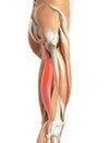 The biceps femoris longus Royalty Free Stock Photo