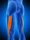 The biceps femoris longus Royalty Free Stock Photo