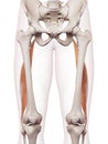 The biceps femoris longus Royalty Free Stock Photo