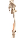 The biceps femoris short Royalty Free Stock Photo