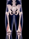 The biceps femoris short Royalty Free Stock Photo