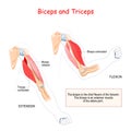 Anatomy of biceps and triceps