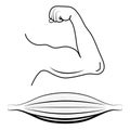 Biceps and Triceps workout, Muscle fiber. black line icon