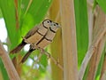 Bichenows Astrild, Double-barred Finch, Taeniopygia bichenovii