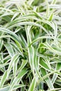 Bichetii Grass. Royalty Free Stock Photo