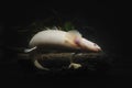 A Bichir fish in the turbid water.