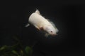 A Bichir fish in the turbid water.