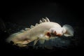 A Bichir fish in the turbid water.