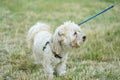 Bichon bolognese dog in geen Royalty Free Stock Photo