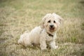 Bichon bolognese dog in geen Royalty Free Stock Photo