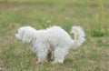 Bichon bolognese dog poops in the park