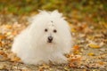 Bichon bolognese dog relax in park