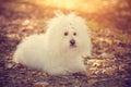 Bichon bolognese dog relax in park