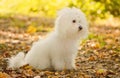 Bichon bolognese dog relax in park