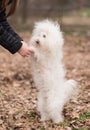 Bichon bolognese play with owner