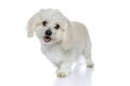 Bichon dog looking at camera with cute look on face