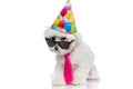 Bichon dog looking over sunglasses, wearing a birthday hat Royalty Free Stock Photo