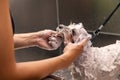 Bichon dog taking bath Royalty Free Stock Photo