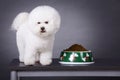 Bichon Frise Royalty Free Stock Photo