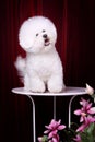 Bichon Frise Royalty Free Stock Photo
