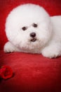 Bichon Frise