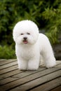 Bichon Frise Royalty Free Stock Photo