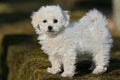 Bichon frise Royalty Free Stock Photo