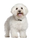 Bichon frise, 13 and a half years old, standing Royalty Free Stock Photo