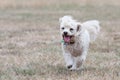 Bichon Frise Royalty Free Stock Photo